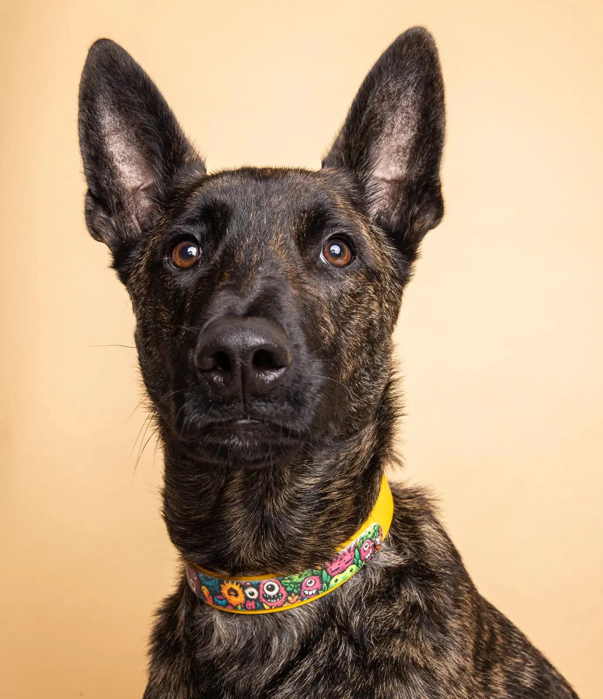 motifs interchangeable en situation porté par un chien