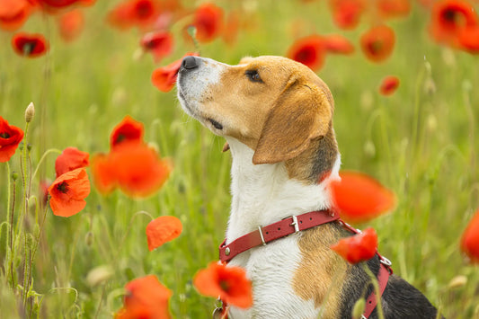 Comment choisir la bonne taille de harnais pour son chien ?