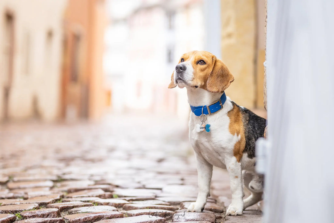 Collier ou harnais pour votre chien : lequel choisir ?