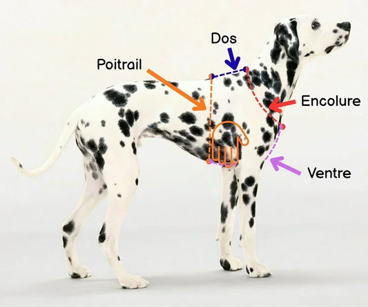 Comment prendre les mesures de son chien ?