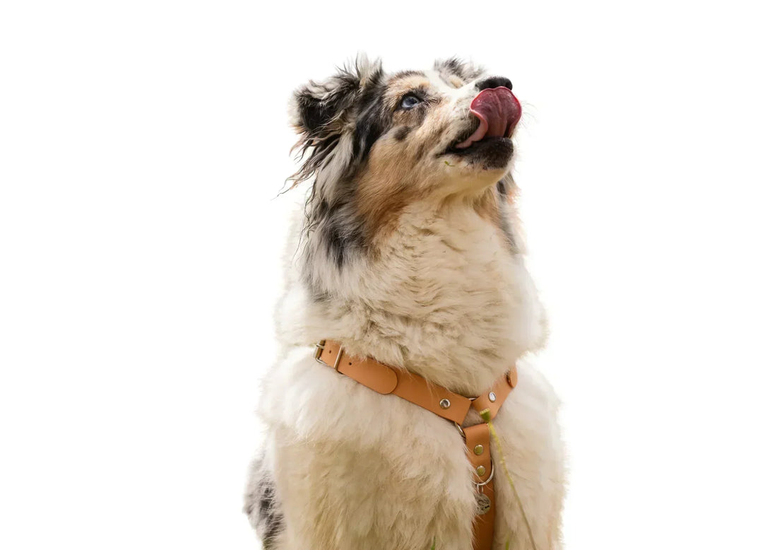 Les différents types de harnais pour chien : comprendre leur impact sur la morphologie et les mouvements