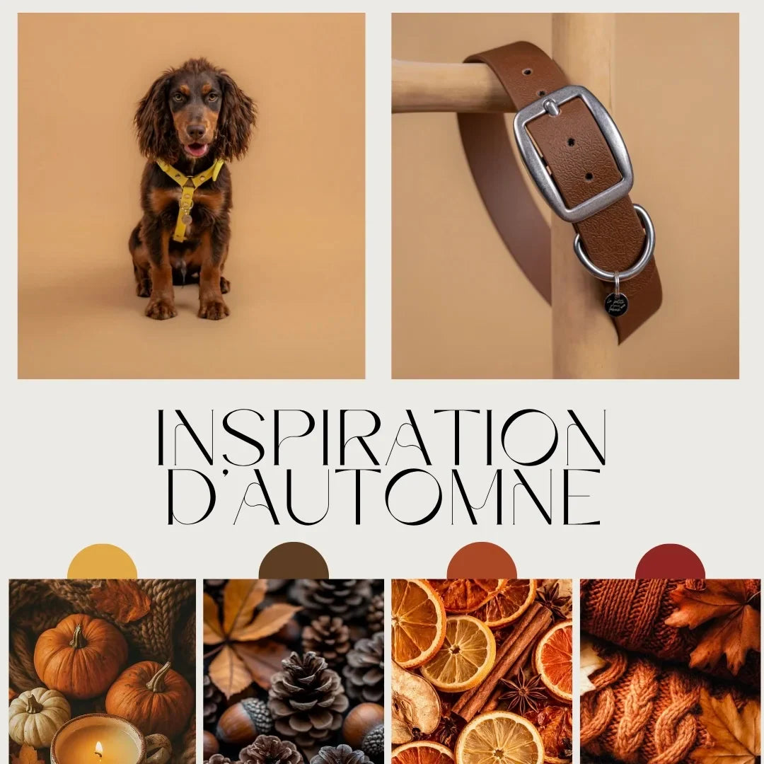 planche d'inspiration couleur automne 2026
