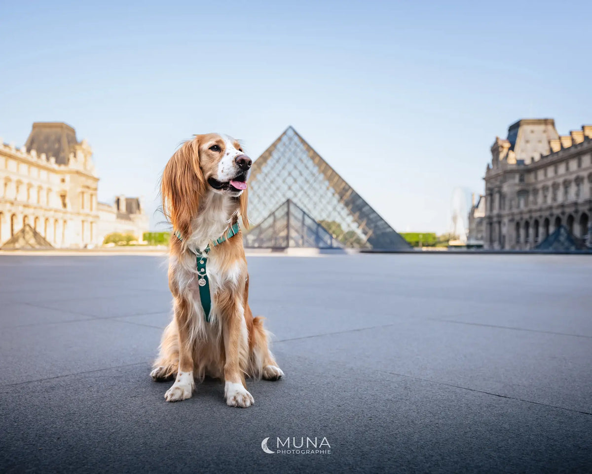 chien assis qui pose devant le louvre avec un harnais en sangle enduite matière similaire au biothane 