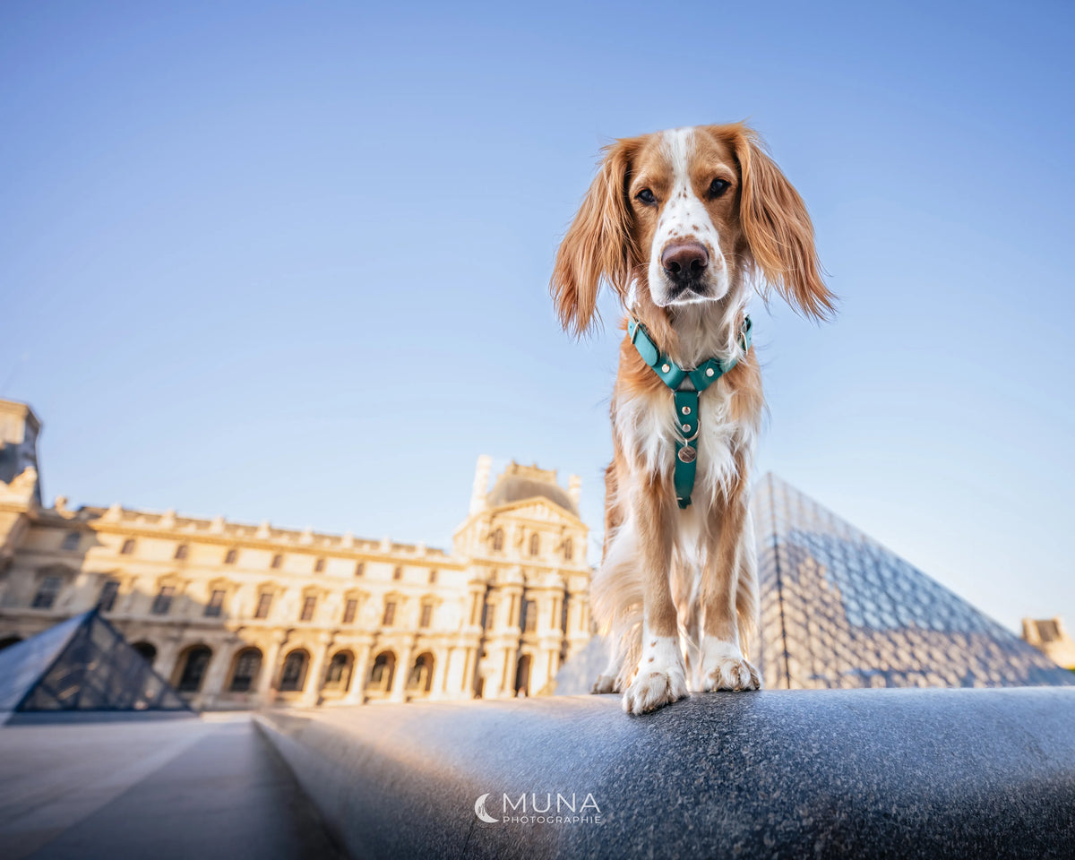 harnais pour chien porté devant le Louvre 