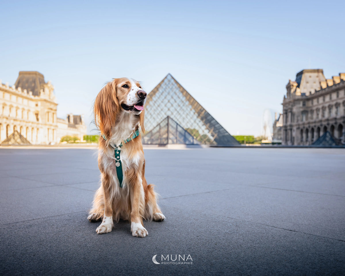 chien assis qui pose devant la pyramide du Louvre