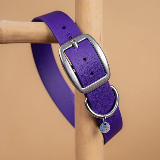 details collier violet pourpre vue proche zoom bouclerie en acier inoxydable résistant matière sangle enduite similaire au biothane