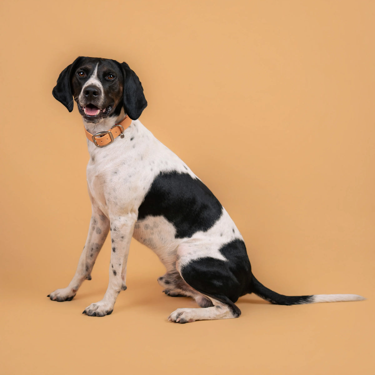 Chien portant un collier étanche en sangle enduite beige similaire au biothane