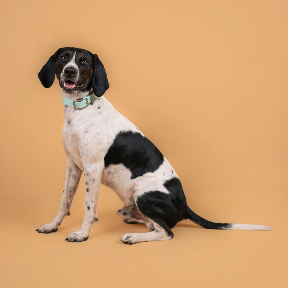Chien portant un collier étanche en sangle enduite bleu pastel similaire au biothane