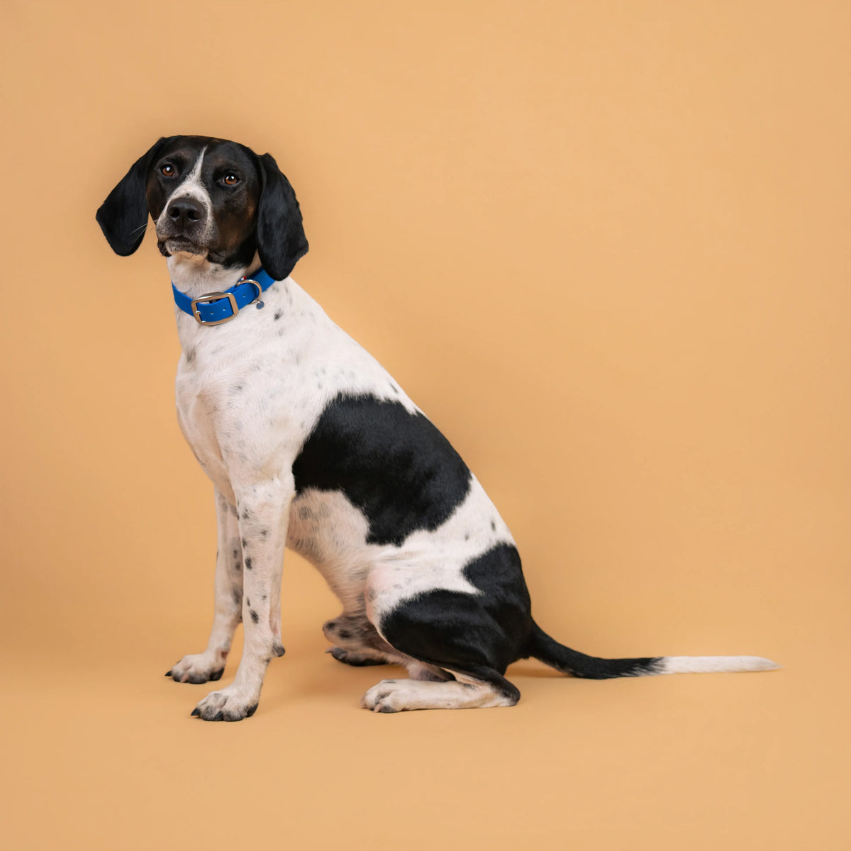 Chien portant un collier étanche en sangle enduite bleu similaire au biothane