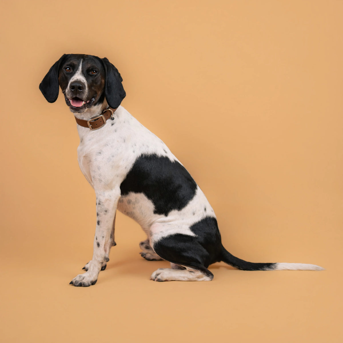 Chien portant un collier étanche en sangle enduite brun similaire au biothane