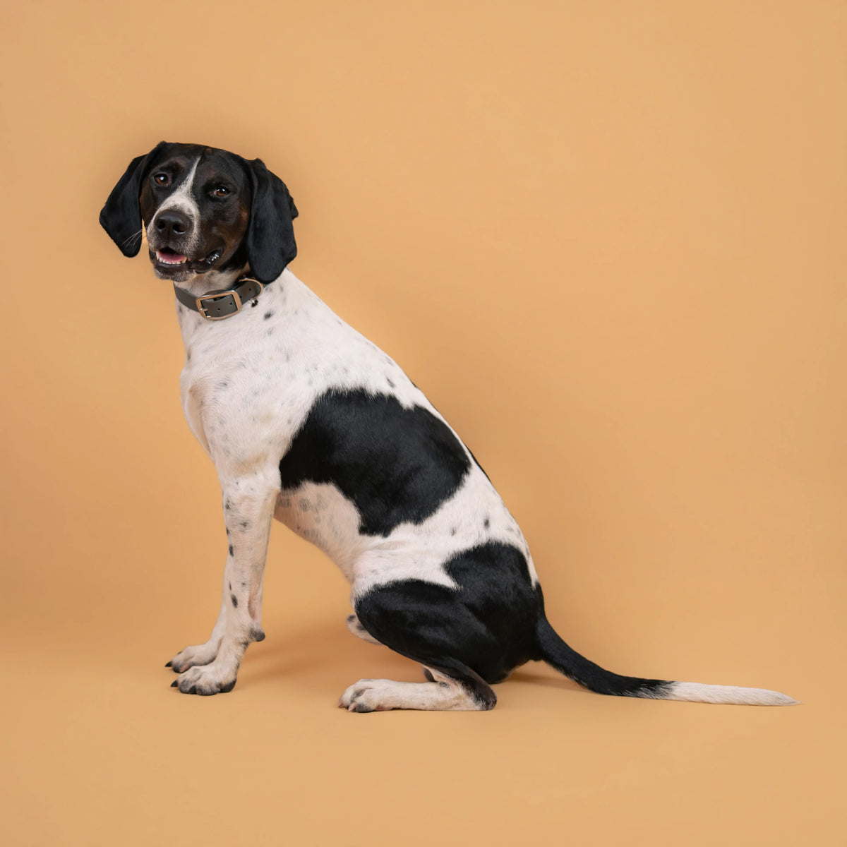 Chien portant un collier étanche en sangle enduite gris similaire au biothane