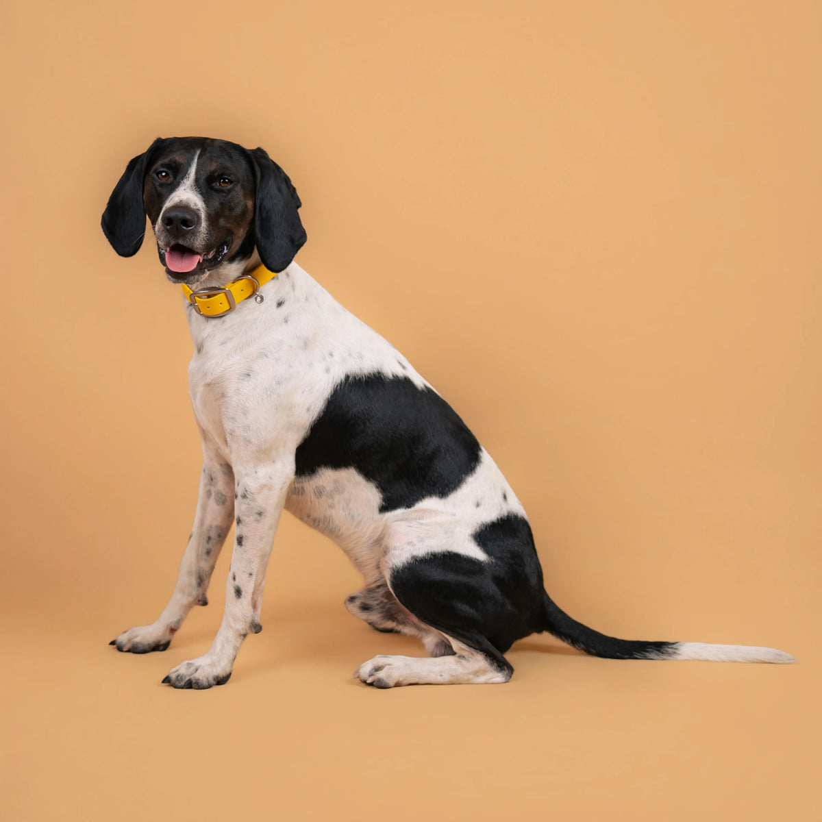 Chien portant un collier étanche en sangle enduite jaune similaire au biothane