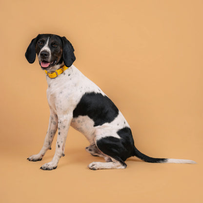 Chien portant un collier étanche en sangle enduite jaune similaire au biothane