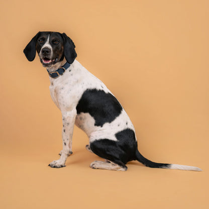 Chien portant un collier étanche en sangle enduite kerosene bleu nuit similaire au biothane
