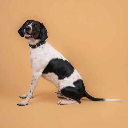 Chien portant un collier étanche en sangle enduite noir similaire au biothane