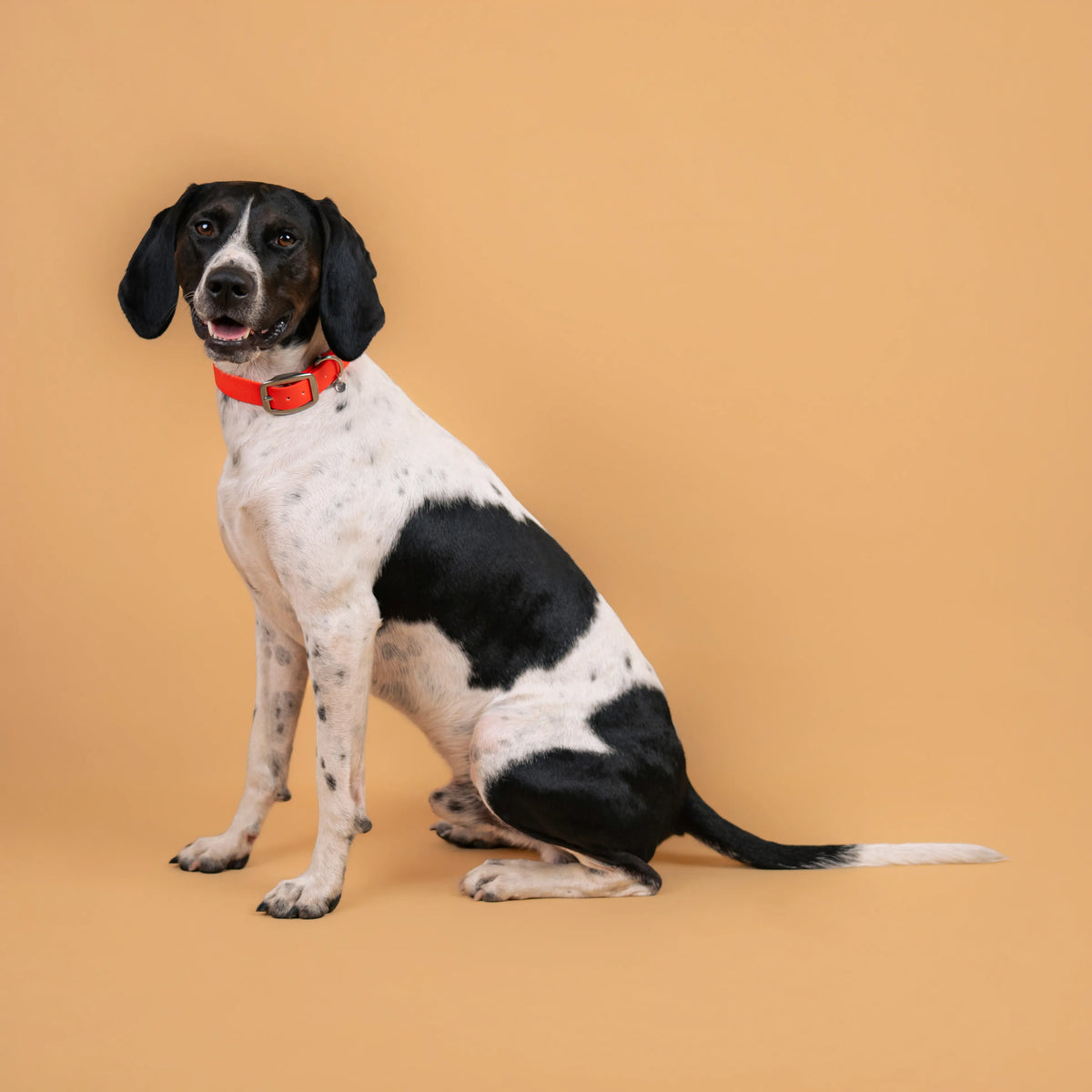 Chien portant un collier étanche en sangle enduite orange similaire au biothane