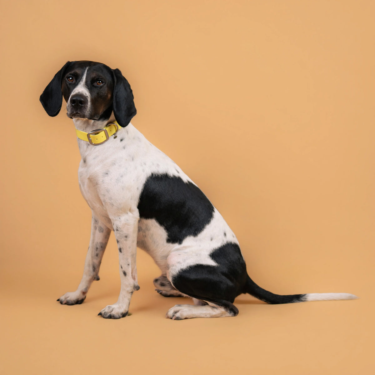 Chien portant un collier étanche en sangle enduite pastel jaune similaire au biothane