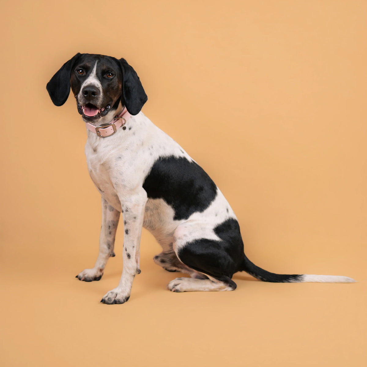 Chien portant un collier étanche en sangle enduite rose pastel similaire au biothane