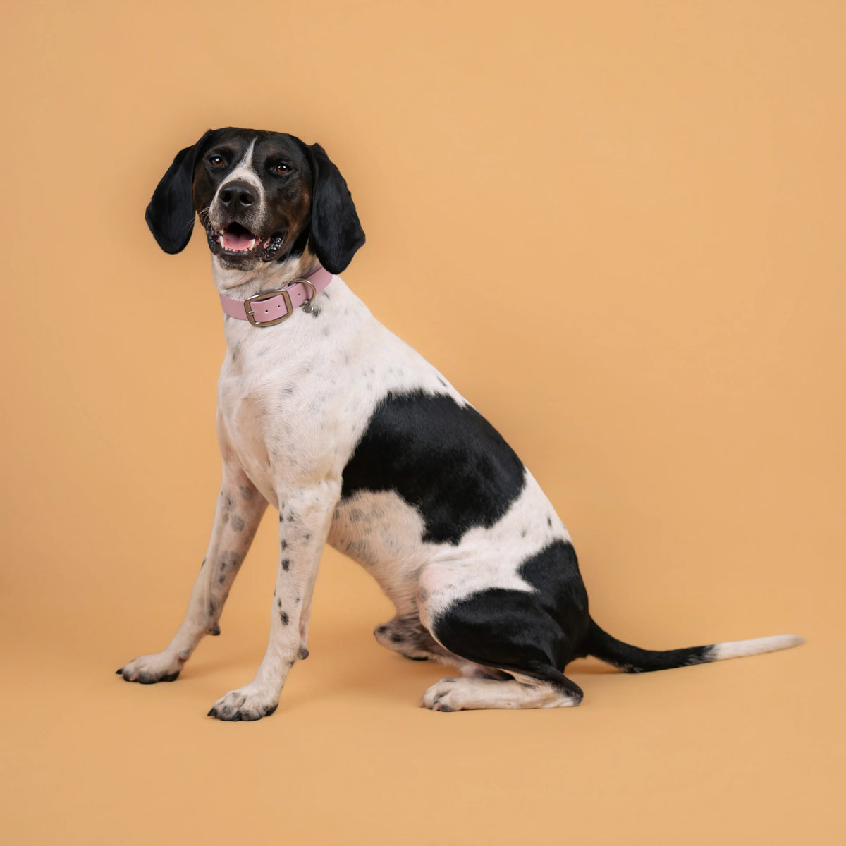 Chien portant un collier étanche en sangle enduite rose lavande similaire au biothane