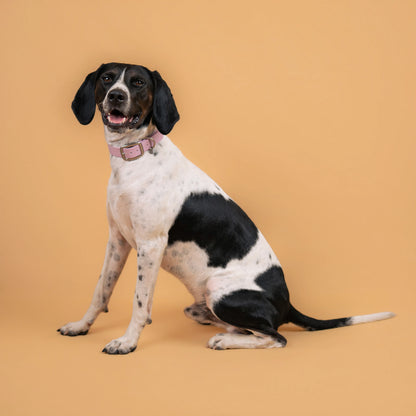 Chien portant un collier étanche en sangle enduite rose lavande similaire au biothane