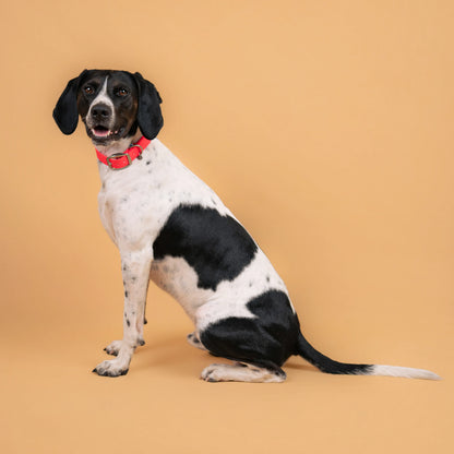 Chien portant un collier étanche en sangle enduite rose similaire au biothane