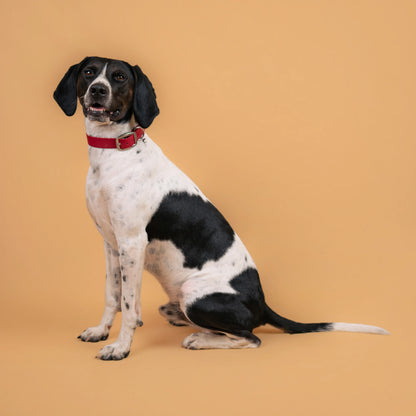Chien portant un collier étanche en sangle enduite rouge lie de vin similaire au biothane