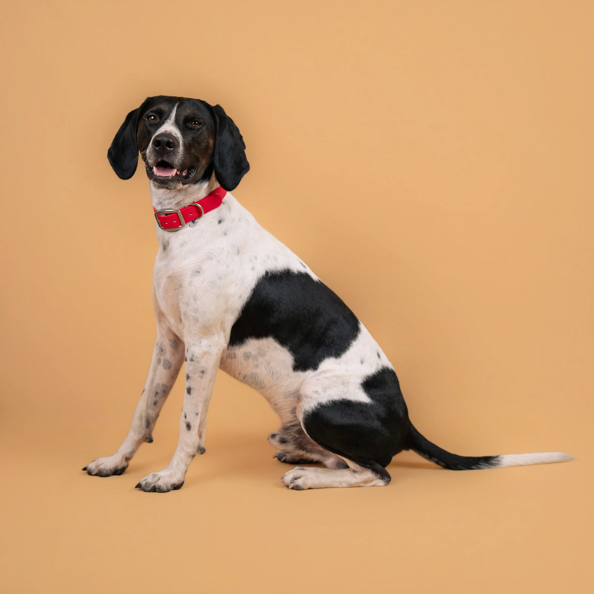 Chien portant un collier étanche en sangle enduite rouge magenta similaire au biothane
