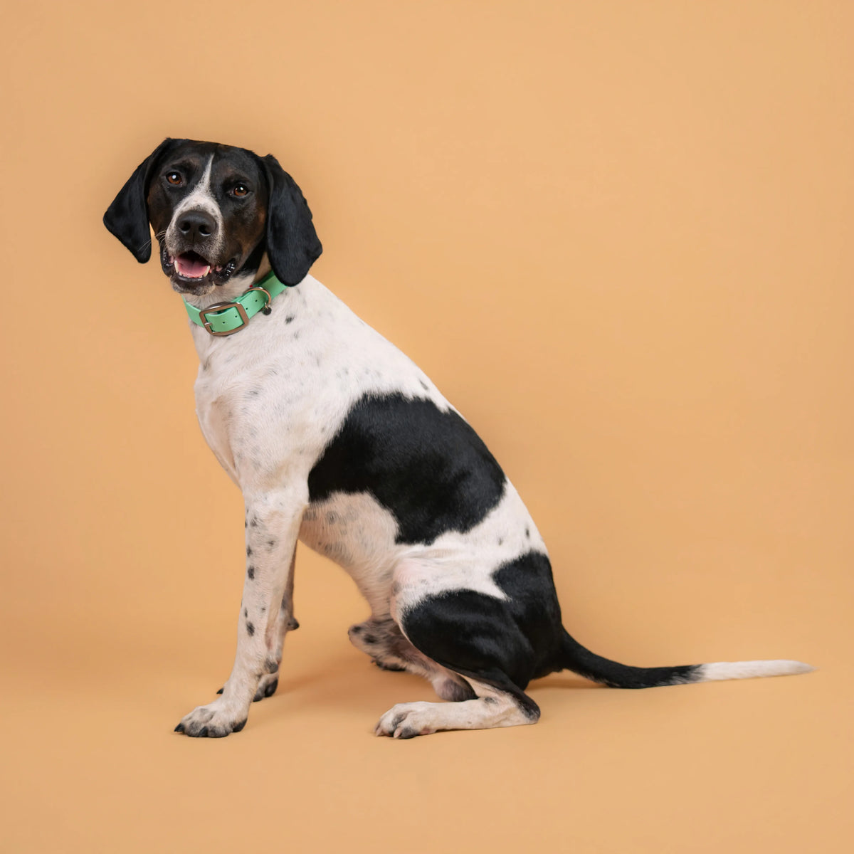 Chien portant un collier étanche en sangle enduite vert caraïbe similaire au biothane
