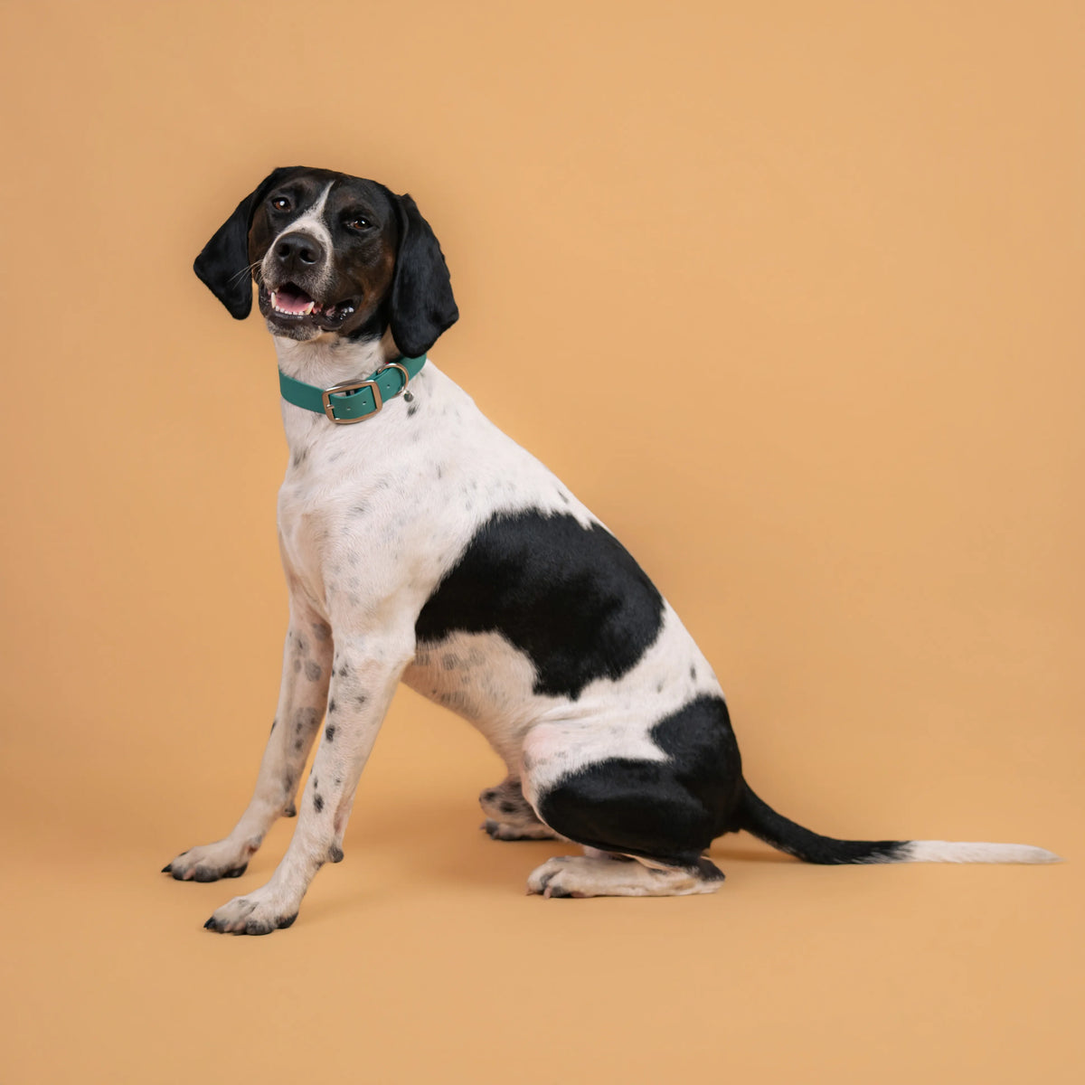 Chien portant un collier étanche en sangle enduite vert chasseur similaire au biothane