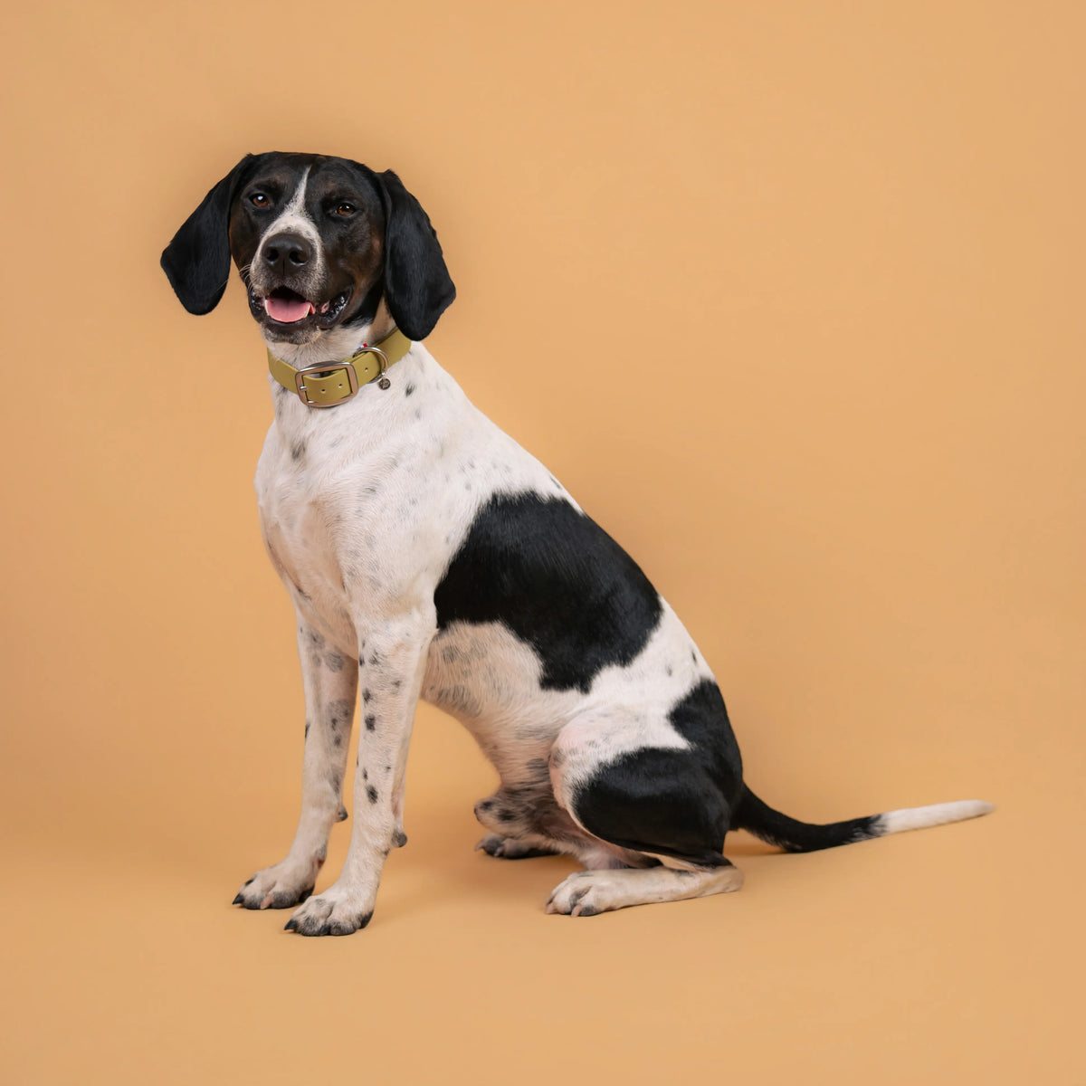 Chien portant un collier étanche en sangle enduite vert kaki clair similaire au biothane