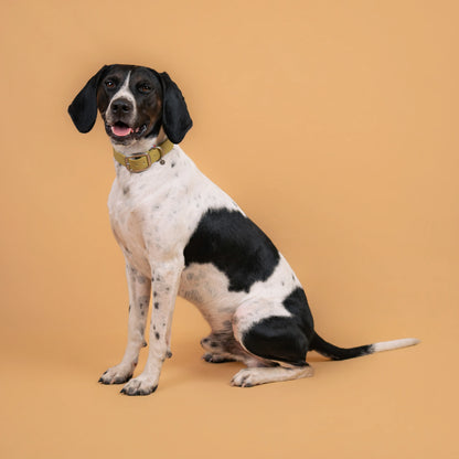 Chien portant un collier étanche en sangle enduite vert kaki clair similaire au biothane
