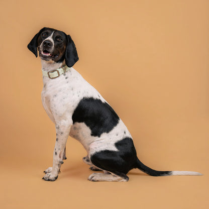 Chien portant un collier étanche en sangle enduite vert menthe similaire au biothane