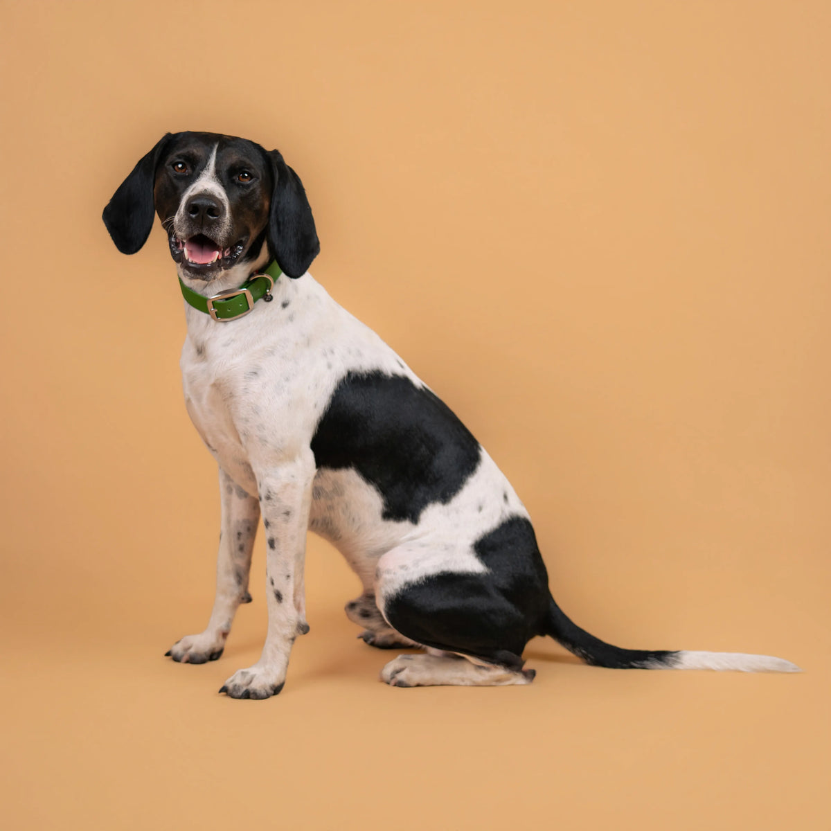 Chien portant un collier étanche en sangle enduite vert olive similaire au biothane