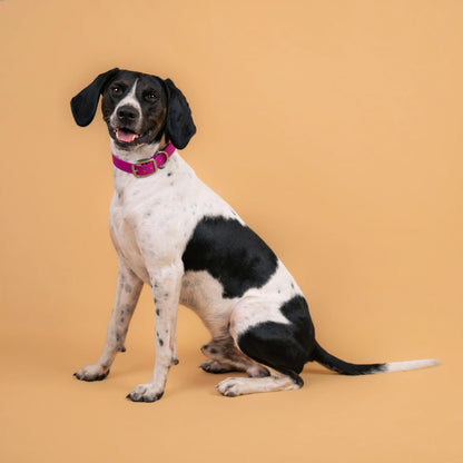 Chien portant un collier étanche en sangle enduite violet lilas similaire au biothane
