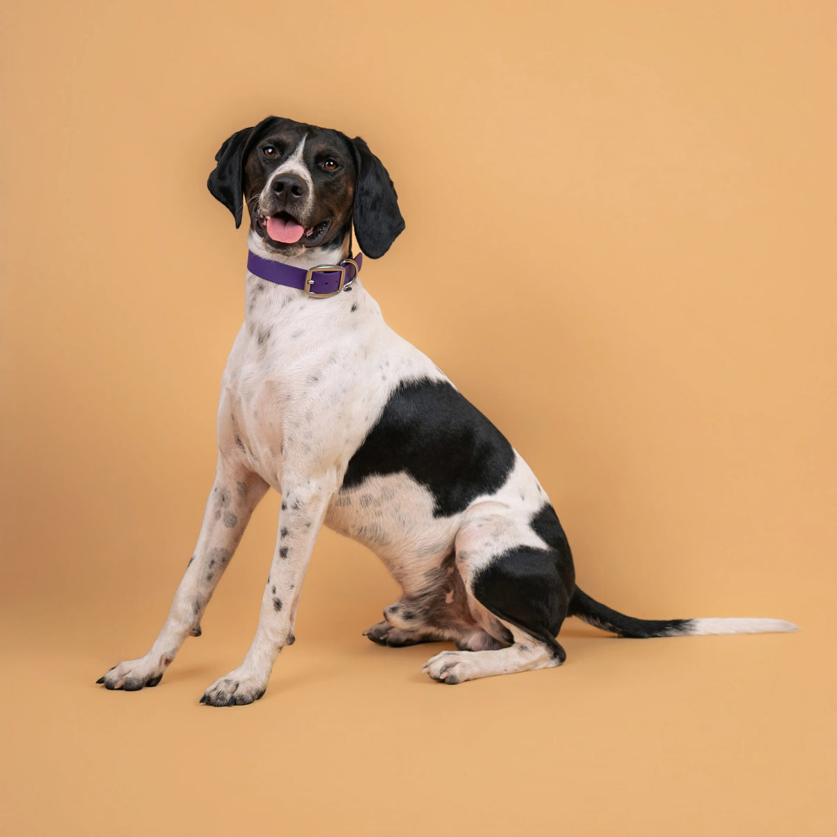 Chien portant un collier étanche en sangle enduite violet pourpre similaire au biothane
