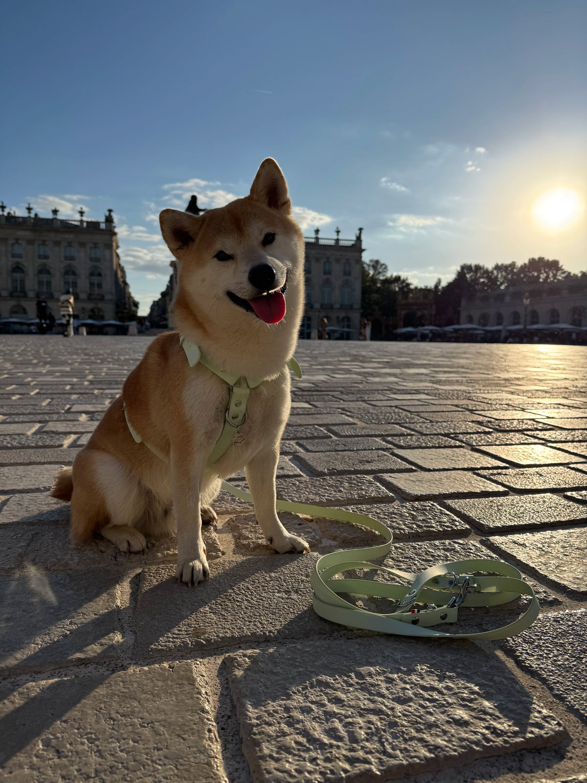 ensemble porté par un chien en ville couleur vert menthe harnais et laisse en sangle enduite similaire au biothane