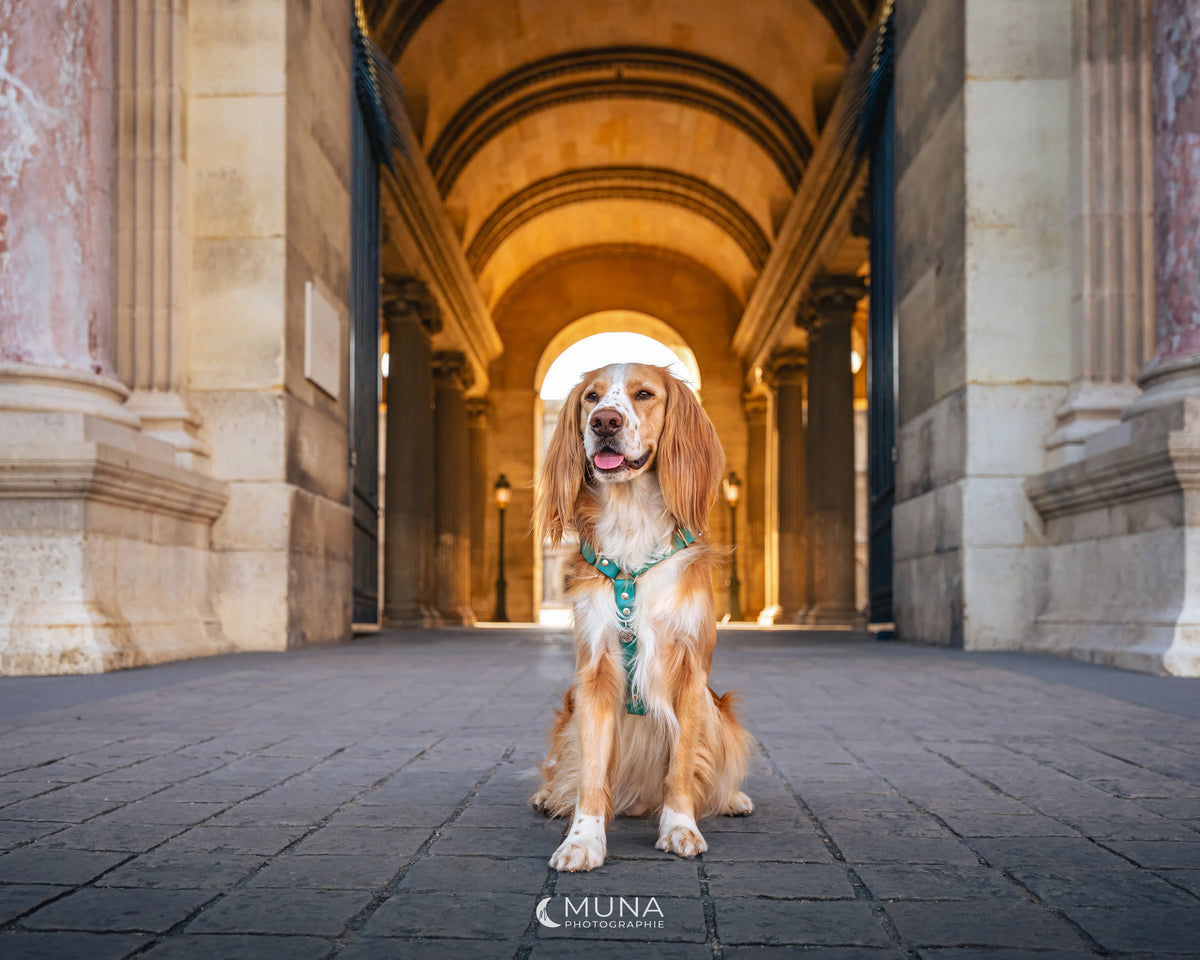chien qui pose devant une porte pour montrer un harnais