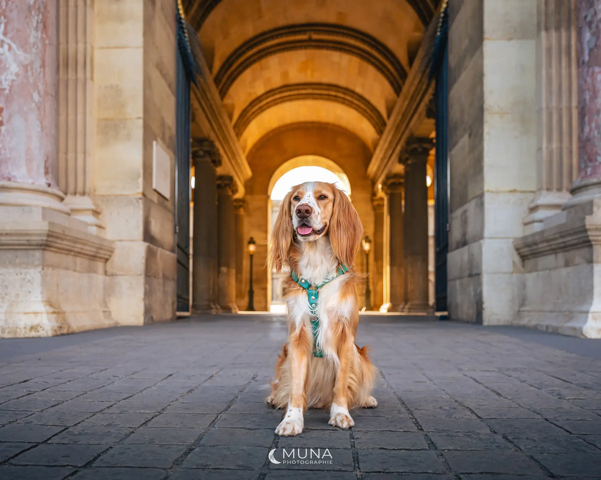 chien assis avec un harnais en sangle enduite matière similaire au biothane marque pour chien premium 