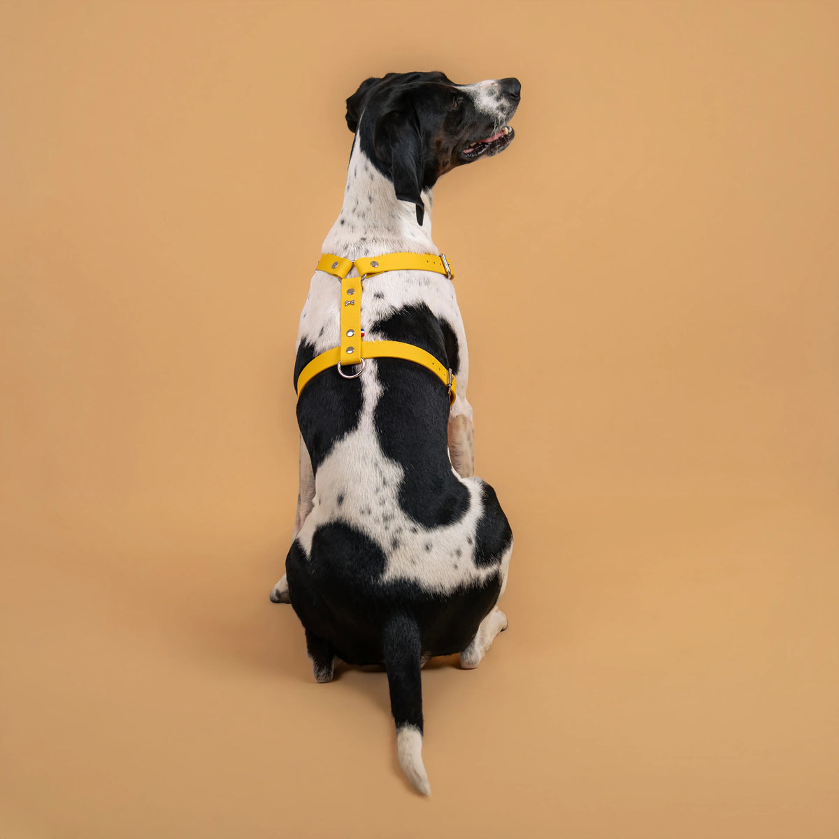 harnais en sangle enduite similaire au biothane imperméable porté couleur jaune