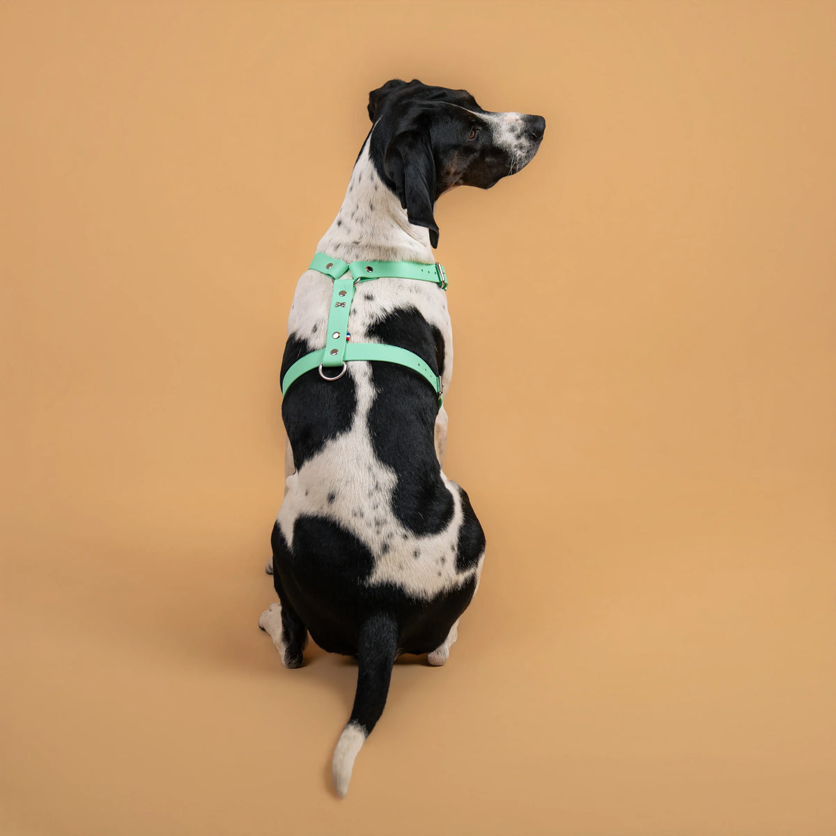 harnais en sangle enduite similaire au biothane imperméable porté couleur vert caraïbe