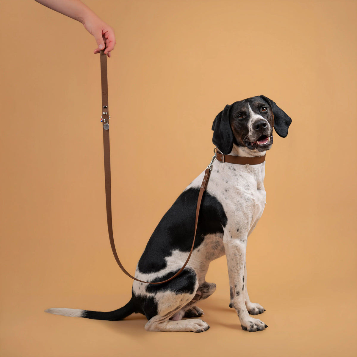 laisse et collier pour chien sangle enduite similaire au biothane couleur brun porté 