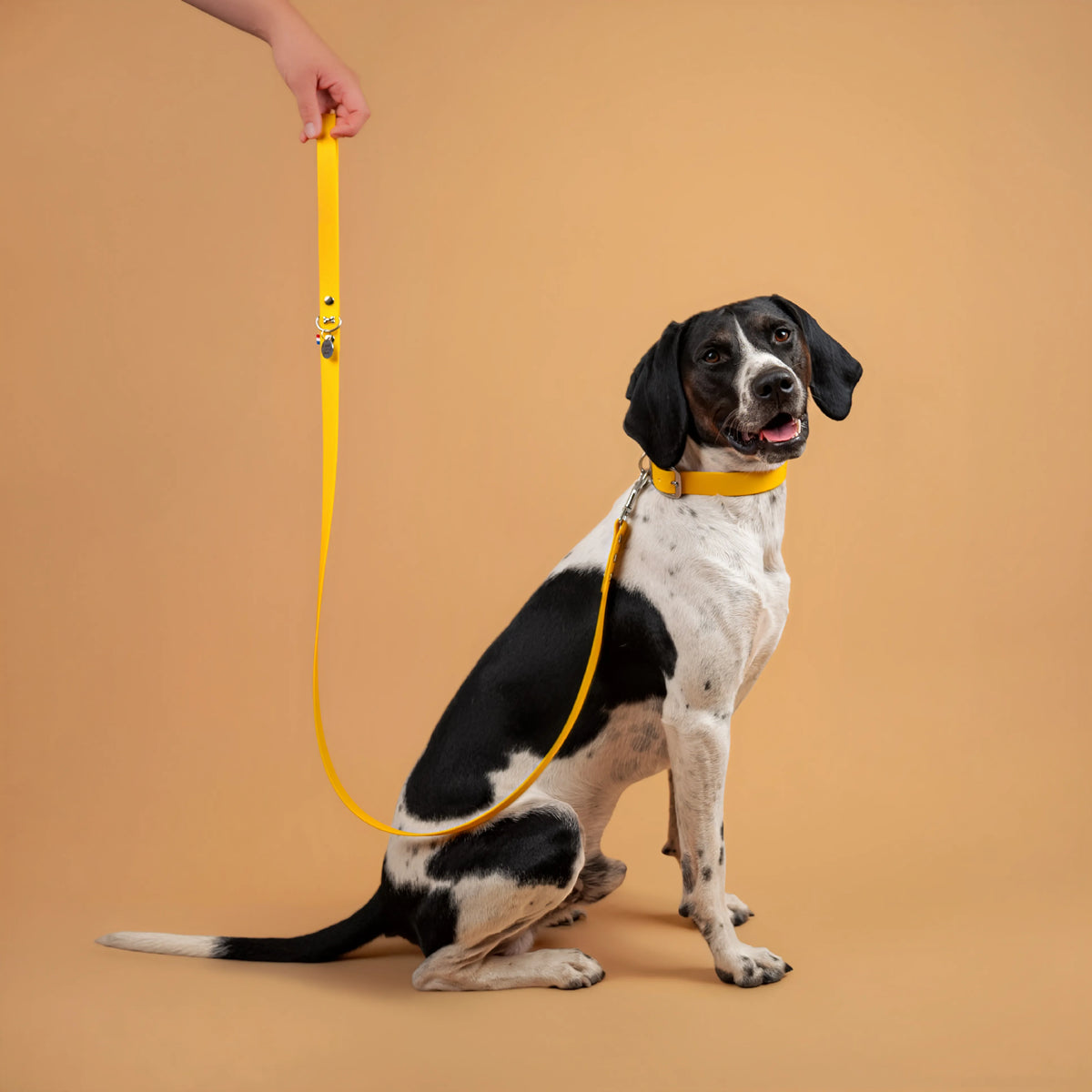 laisse et collier pour chien sangle enduite similaire au biothane couleur jaune porté 