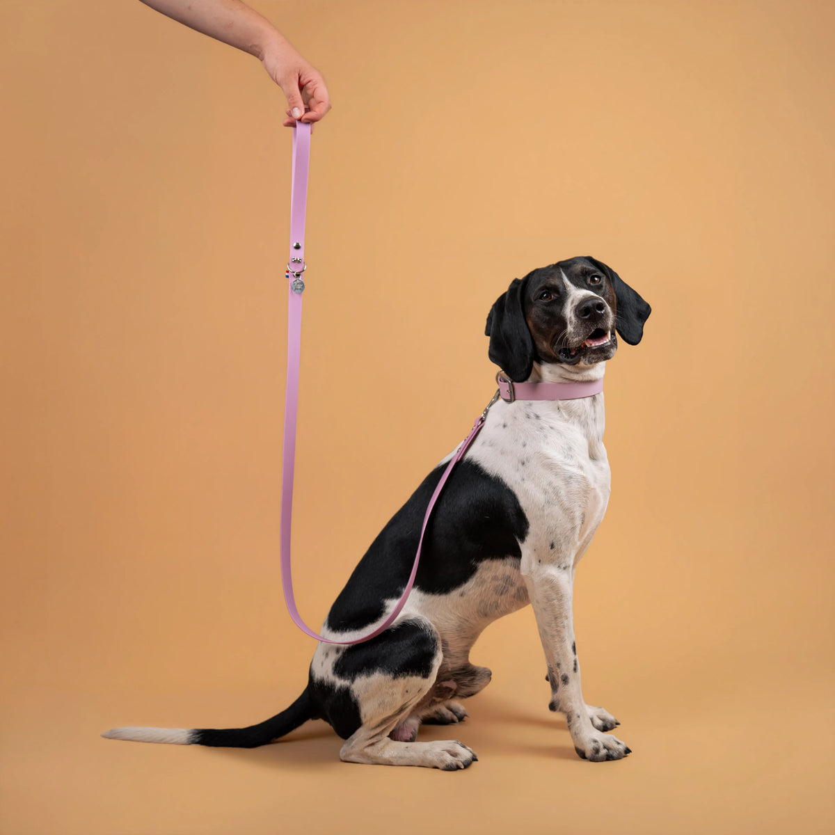laisse et collier pour chien sangle enduite similaire au biothane couleur rose lavande porté 