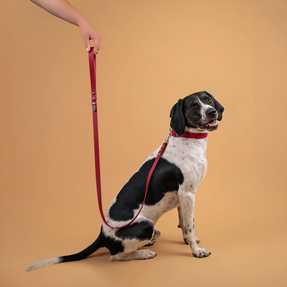 laisse et collier pour chien sangle enduite similaire au biothane couleur lie de vin porté 