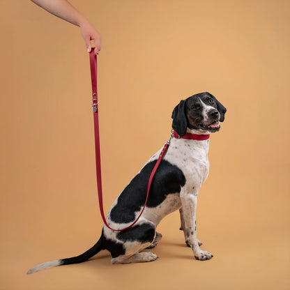 laisse et collier pour chien sangle enduite similaire au biothane couleur lie de vin porté 