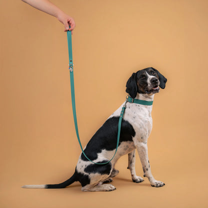 laisse et collier pour chien sangle enduite similaire au biothane couleur vert chasseur porté 