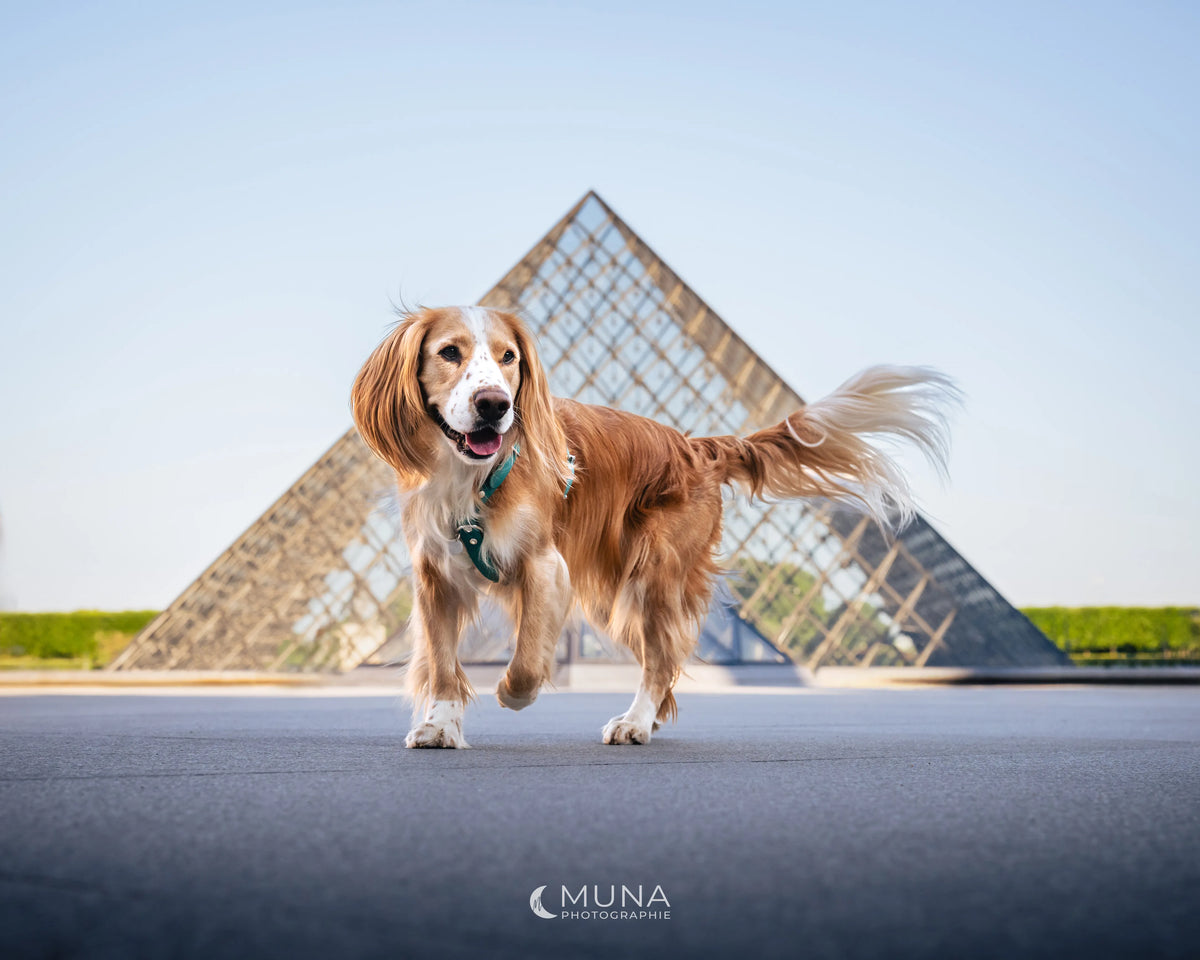 chien en mouvement devant la pyramide du Louvre